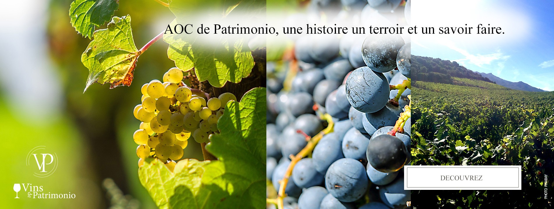 Vin-patrimonio-terroir